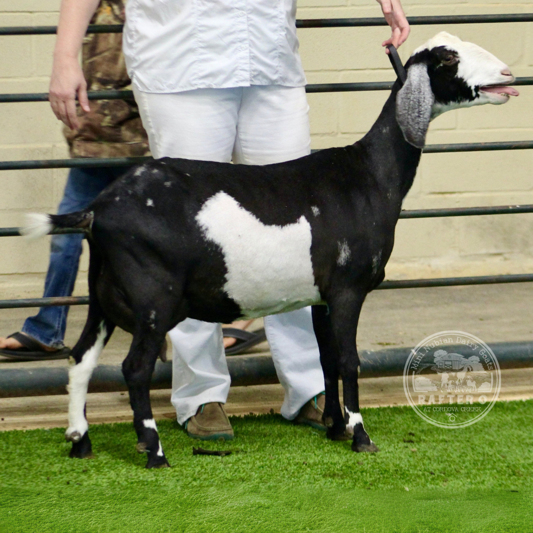 Rafter O Water Bug "Nessie" - Mini Nubian Doe