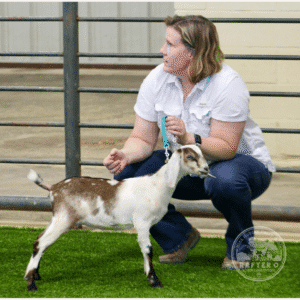 Rafter O Pearl Milkweed Vine - Mini Nubian Doe