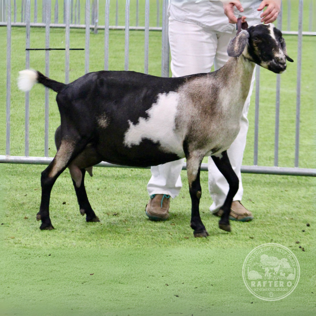 Rafter O Wild Verbena - Mini Nubian Doe