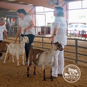 Rafter O Four Leaf Clover - Mini Nubian Doe
