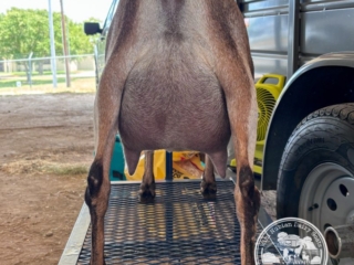 Rafter O Four Leaf Clover - Rear Udder Rafter O Four Leaf Clover - Rear Udder