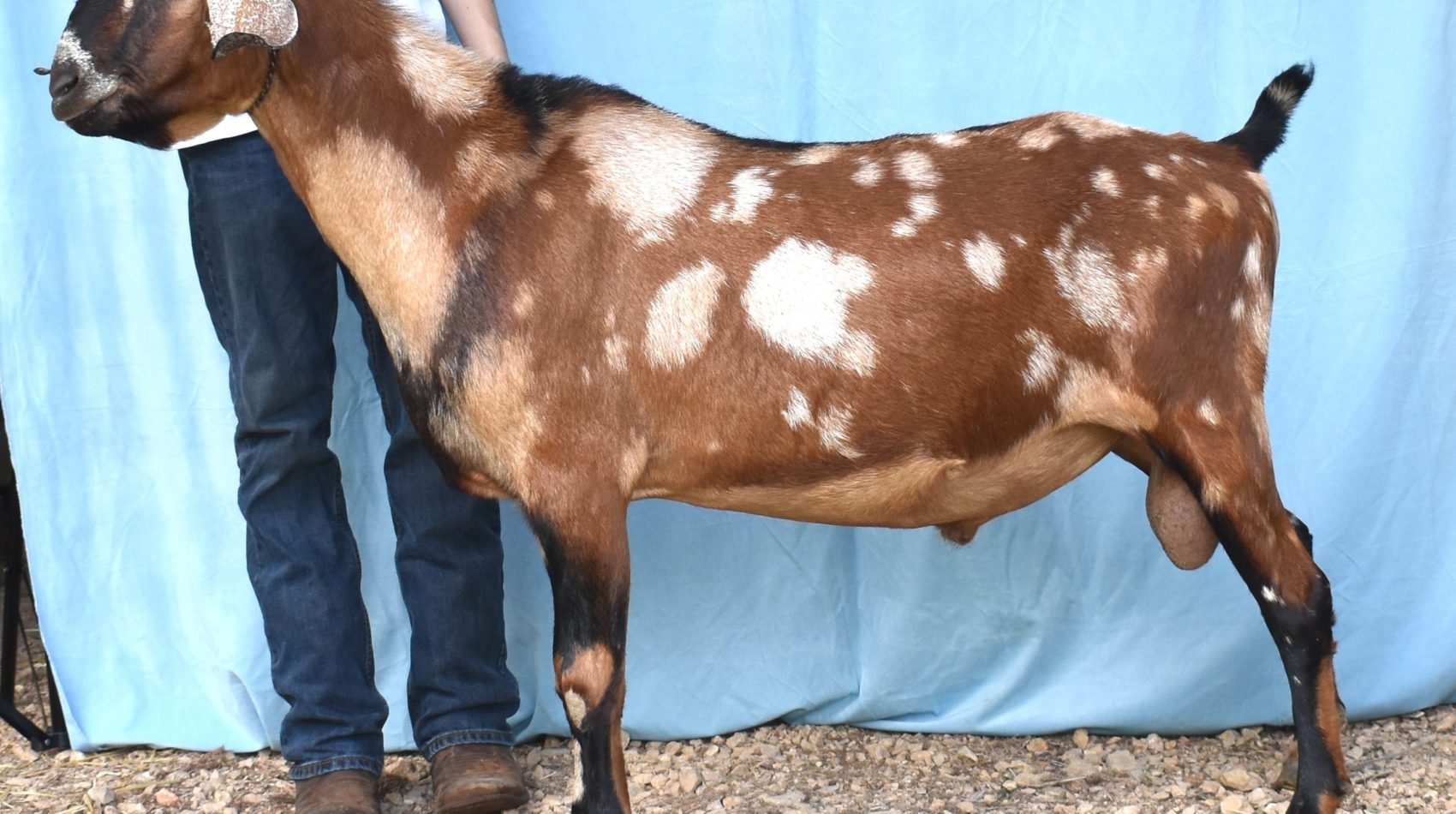Storybook's Star's Spangled Banner *B - Mini Nubian Buck