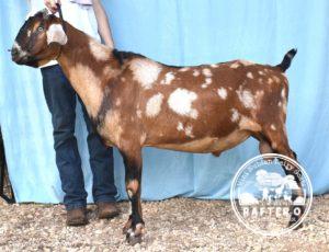 Storybook's Star's Spangled Banner *B - Mini Nubian Buck