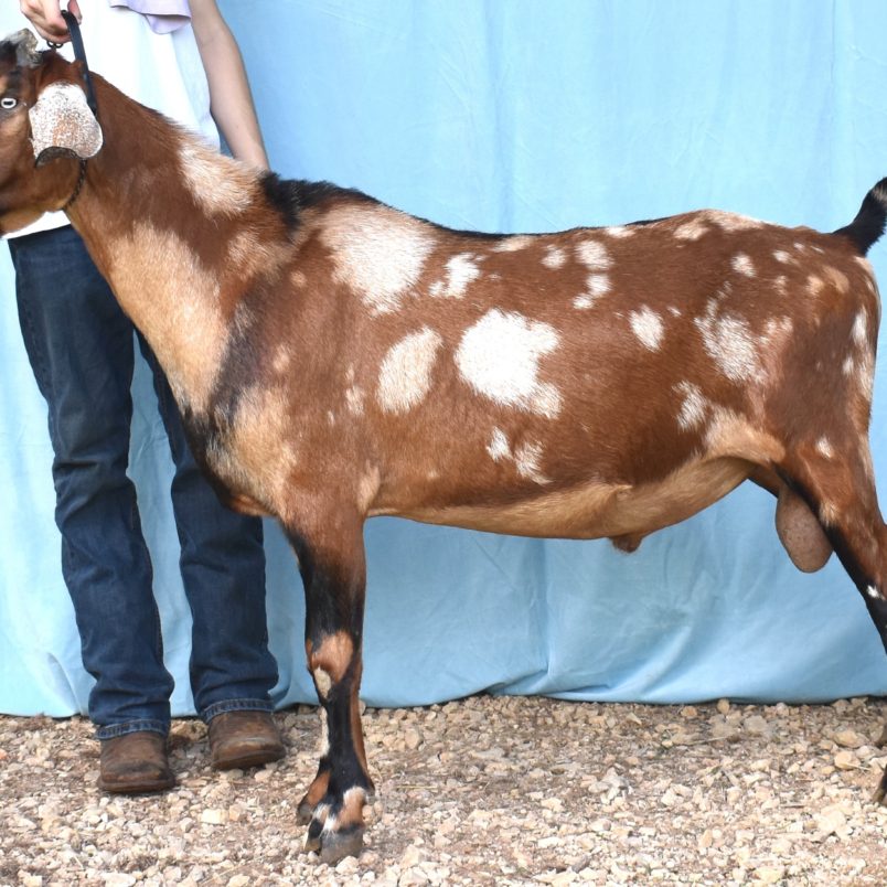Storybook&#039;s Star&#039;s Spangled Banner *B - Mini Nubian Buck
