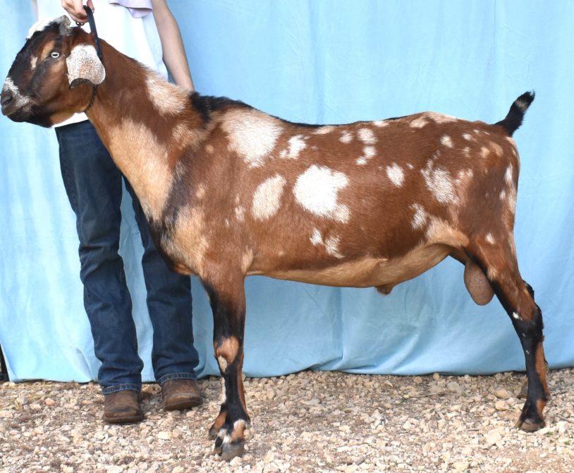 Storybook's Star's Spangled Banner *B - Mini Nubian Buck