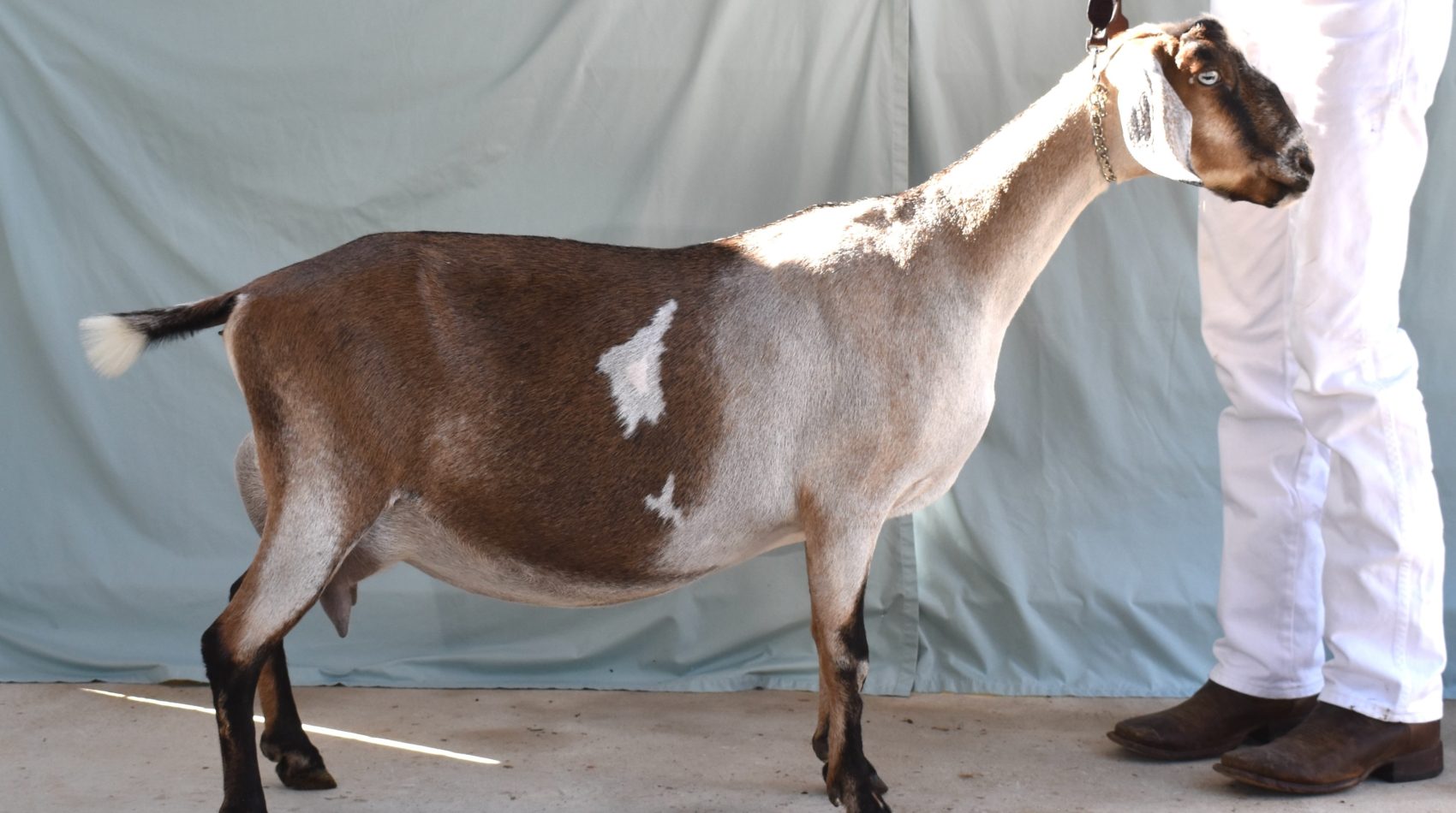 Rafter O Four Leaf Clover - Mini Nubian Doe