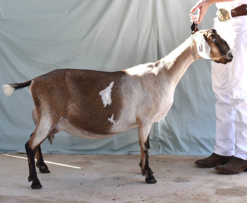 Rafter O Four Leaf Clover - Mini Nubian Doe