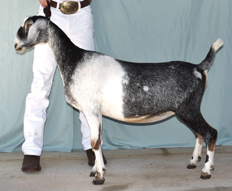 Blackberry's BE Flourite - Mini Nubian Doe