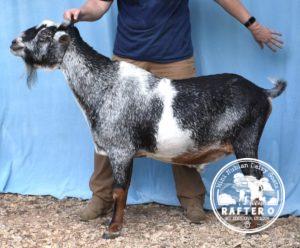 Rafter O Ravine Haze - Mini Nubian Buck