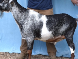 Rafter O Ravine Haze - Mini Nubian Buck
