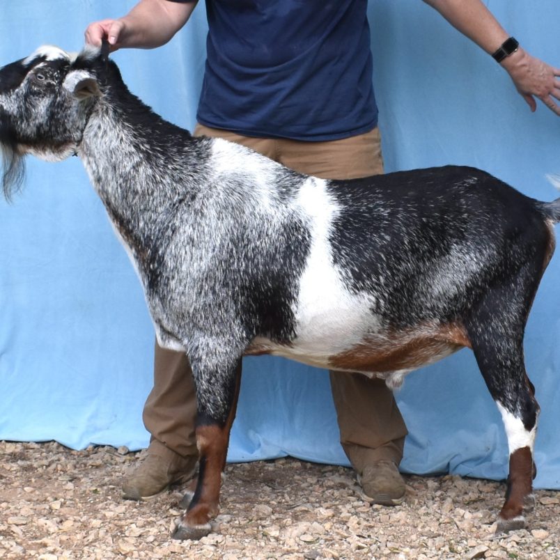 Rafter O Ravine Haze - Mini Nubian Buck