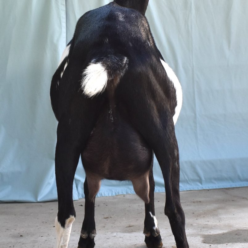 Rafter O Water Bug - Rear Udder