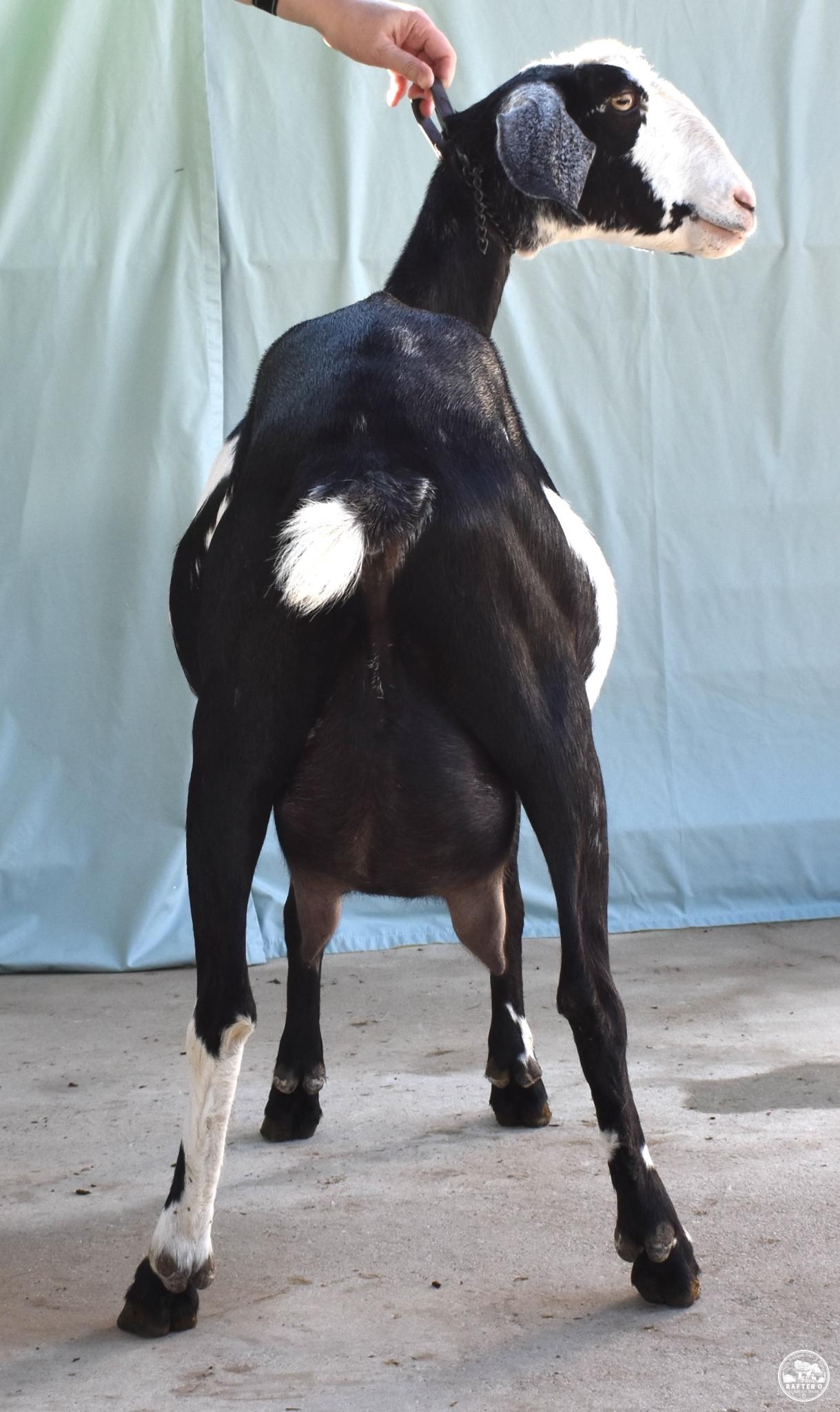 Rafter O Water Bug - Rear Udder