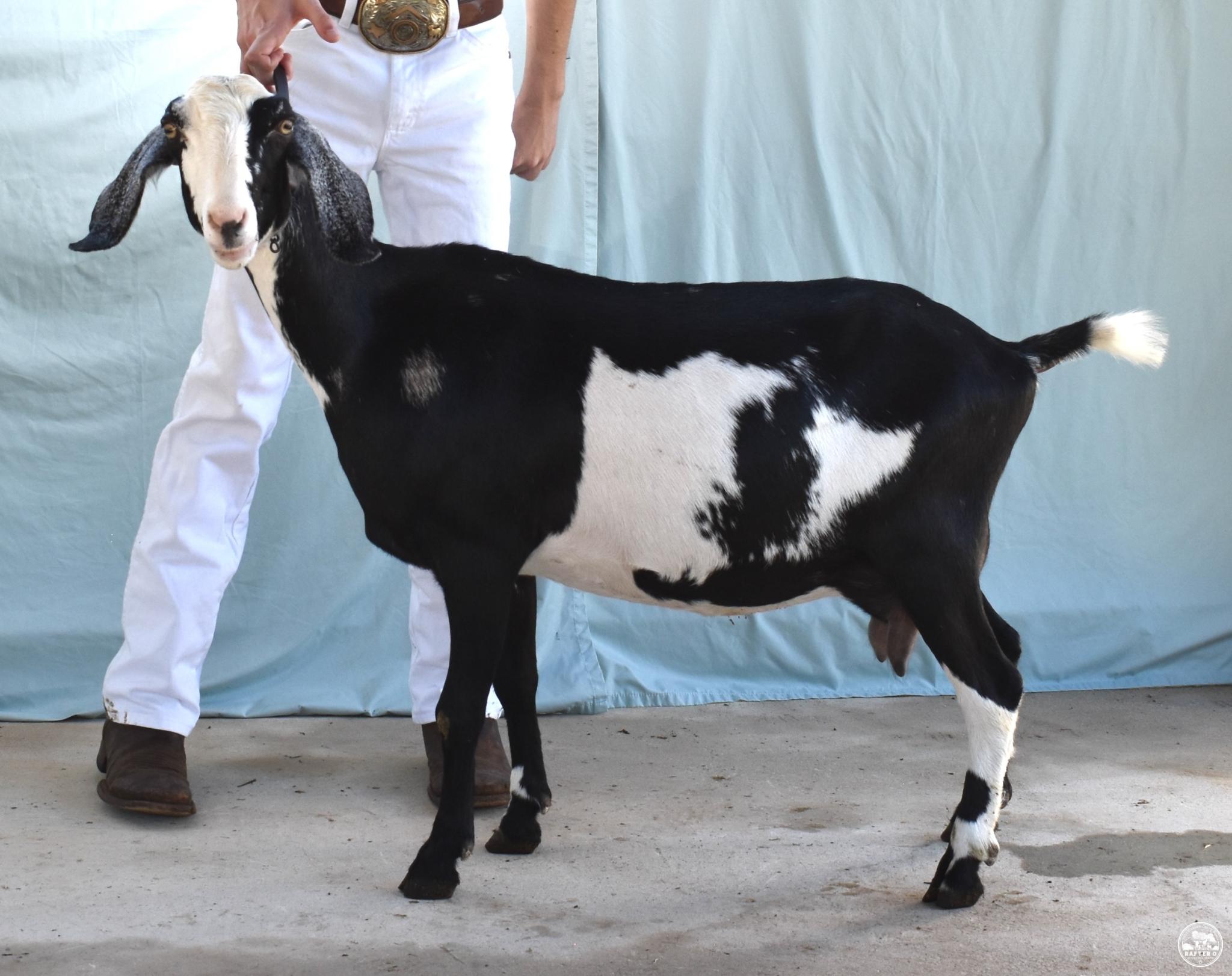 Rafter O Water Bug - Mini Nubian Doe