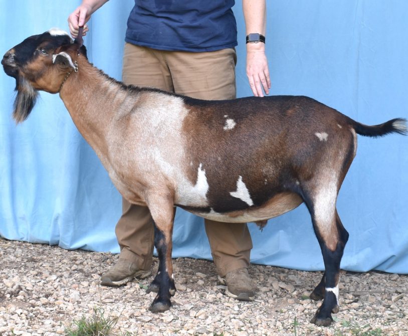 Rafter O Indian Blanket "Pancho" - Mini Nubian Buck