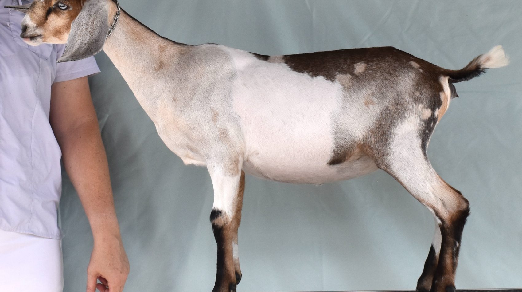 Rafter O Pearl Milkweed Vine - Mini Nubian Doe