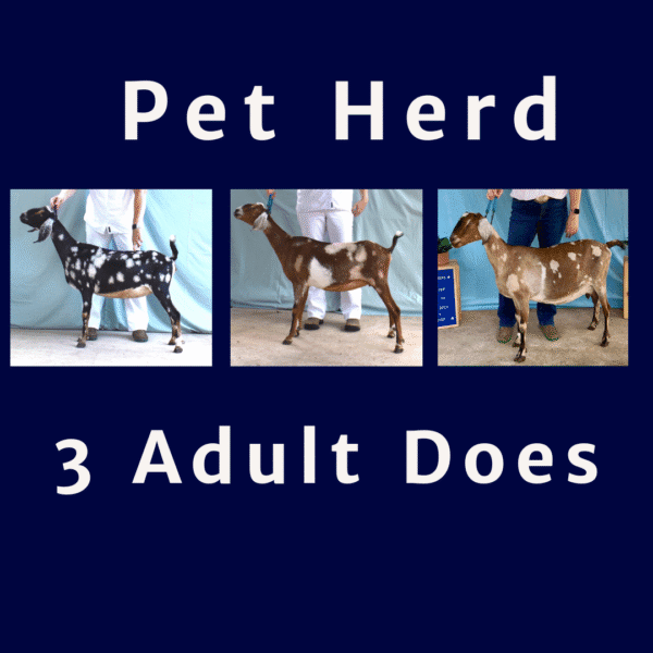 Pet Herd - 3 Adult Does