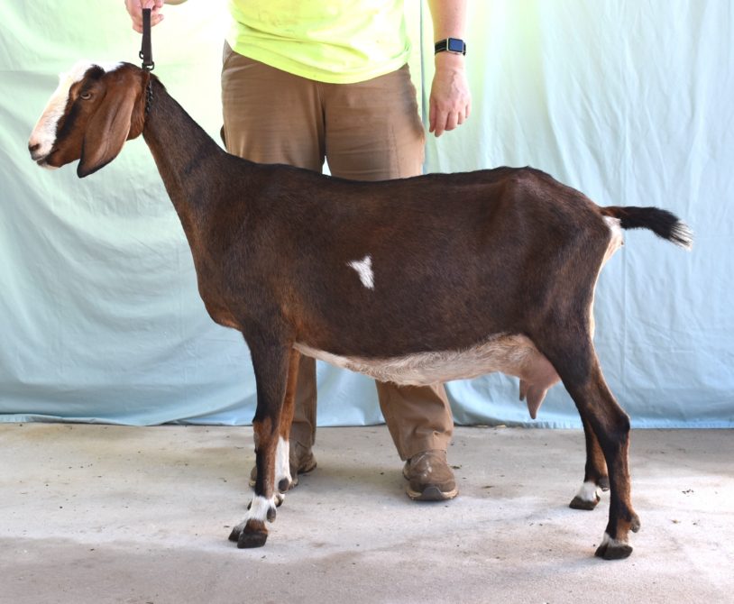 Rafter O Flameleaf Sumac - Mini Nubian Doe
