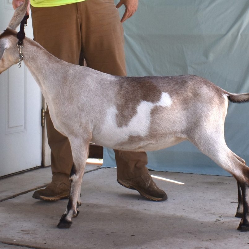 Rafter O Summer Tanager - Mini Nubian Doe