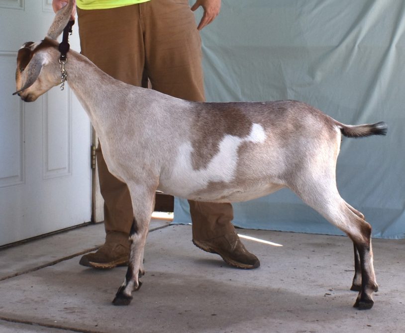 Rafter O Summer Tanager - Mini Nubian Doe