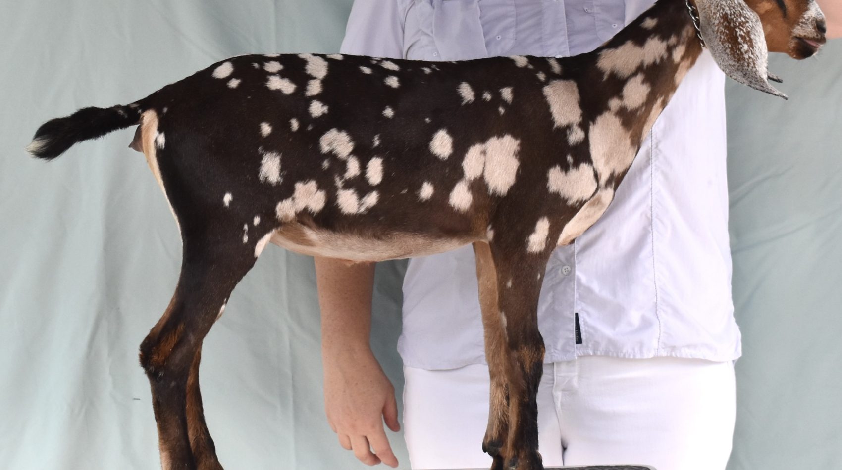 Rafter O Western Tansymustard - Mini Nubian Doe