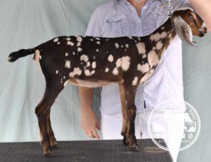 Rafter O Western Tansymustard - Mini Nubian Doe