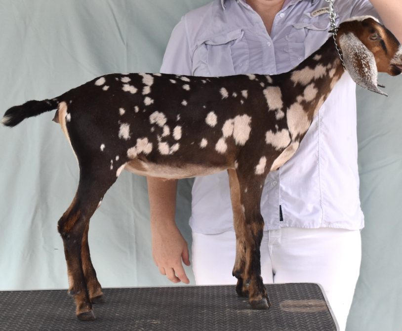 Rafter O Western Tansymustard - Mini Nubian Doe