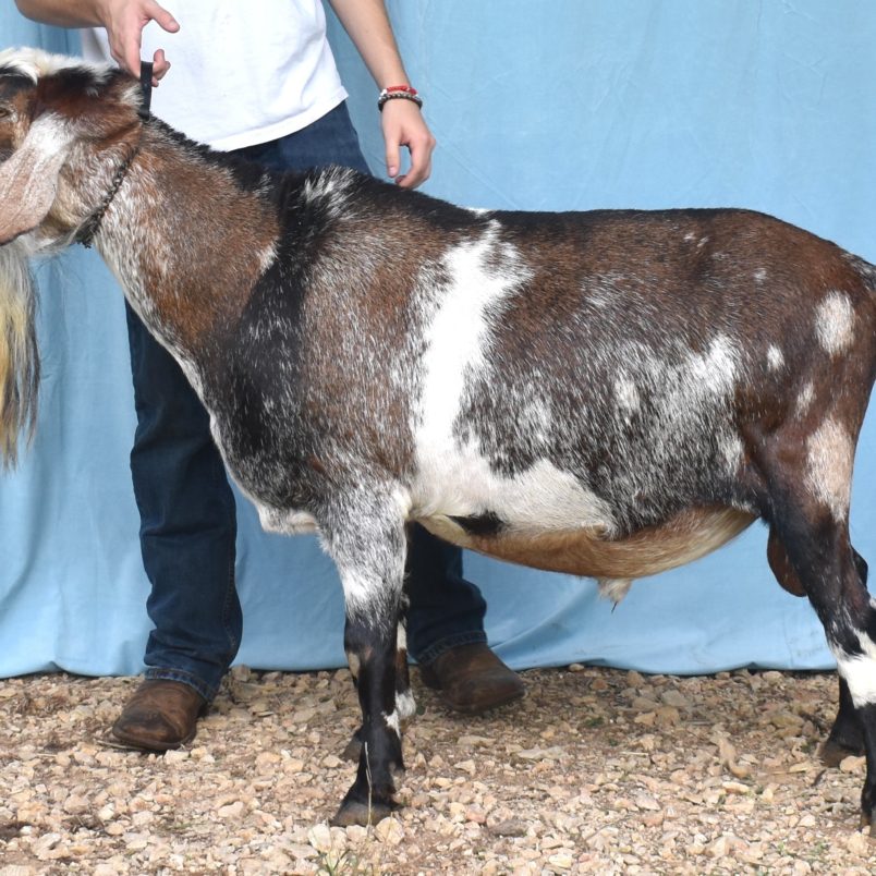 Blackberry&#039;s BQ Frozen Tundra *B - Mini Nubian Buck