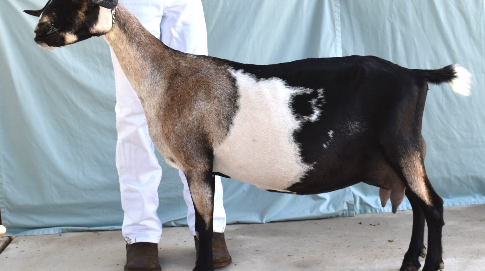 Rafter O Wild Verbena - Mini Nubian Doe