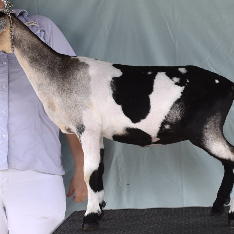 Rafter O Desert Willow - Mini Nubian Doe