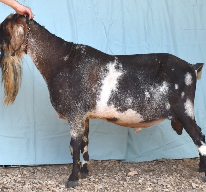 Blackberry's BQ Frozen Tundra *B - Mini Nubian Buck Blackberry's BQ Frozen Tundra *B - Mini Nubian Buck