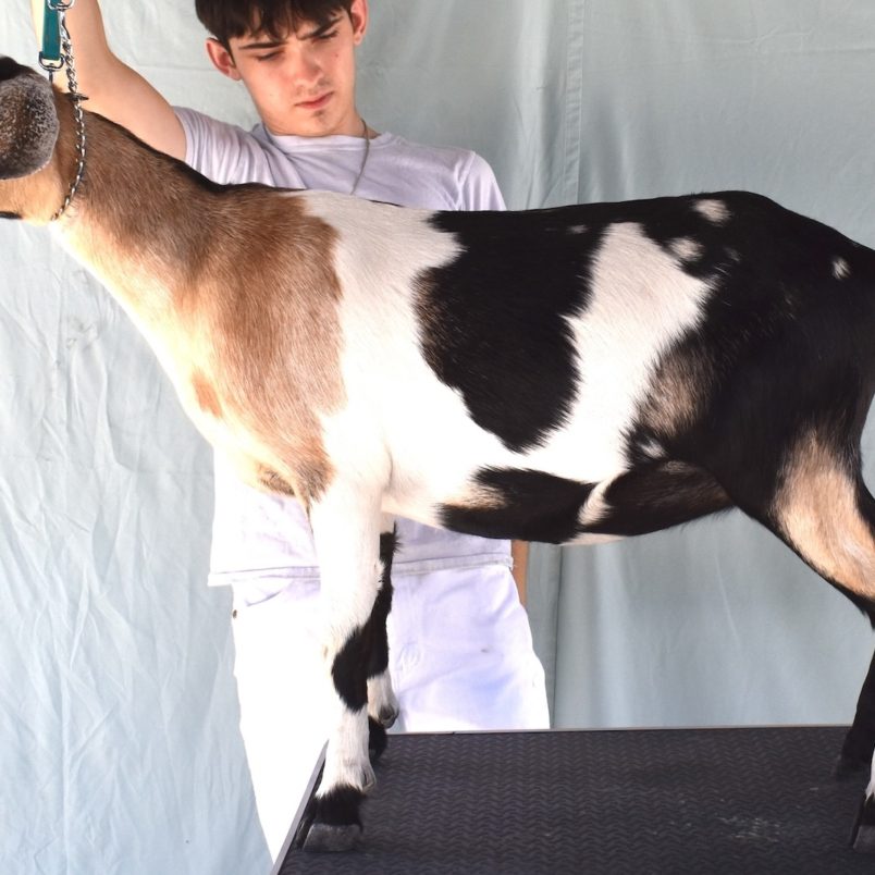 Rafter O Desert Willow - Mini Nubian Doe