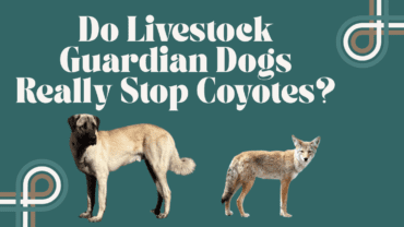 Do Livestock Guardian Dogs Really Stop Coyotes