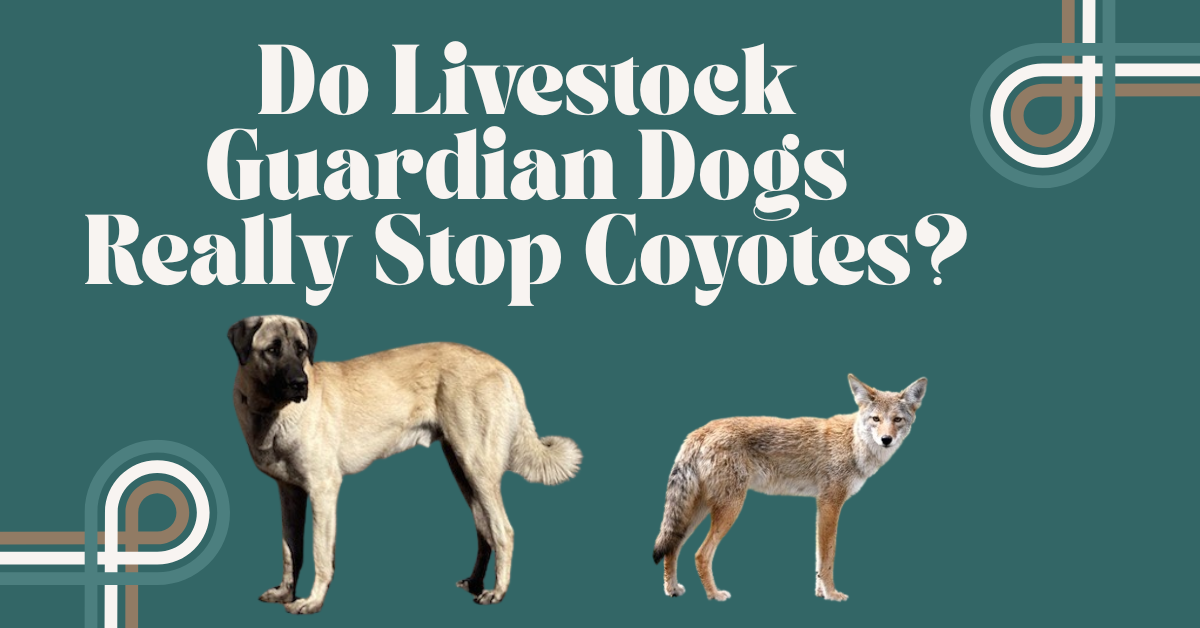Do Livestock Guardian Dogs Really Stop Coyotes