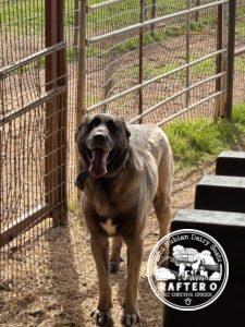 Soylemez Kara of Turkmen - Kangal Dog
