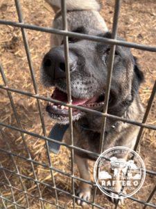 Soylemez Kara of Turkmen - Kangal Dog