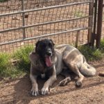 View Soylemez Kara of Turkmen