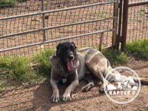 Soylemez Kara of Turkmen - Kangal Dog