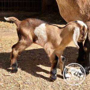 Rafter O Autumn Sage - Mini Nubian Doeling