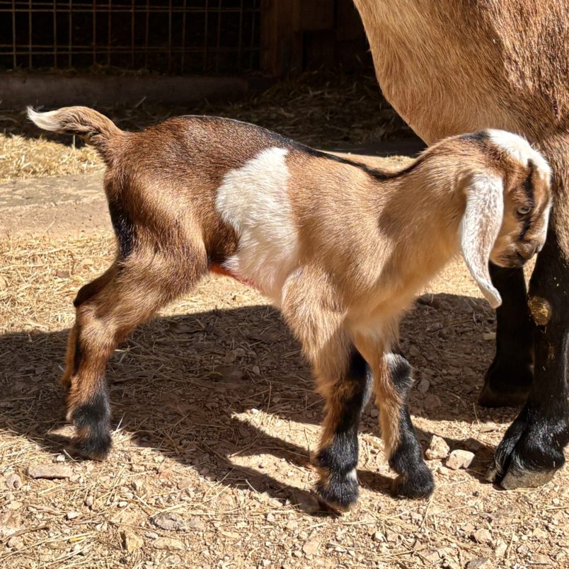 Rafter O Autumn Sage - Mini Nubian Doeling Rafter O Autumn Sage - Mini Nubian Doeling