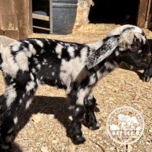 Rafter O Morning Glory - Mini Nubian Doeling
