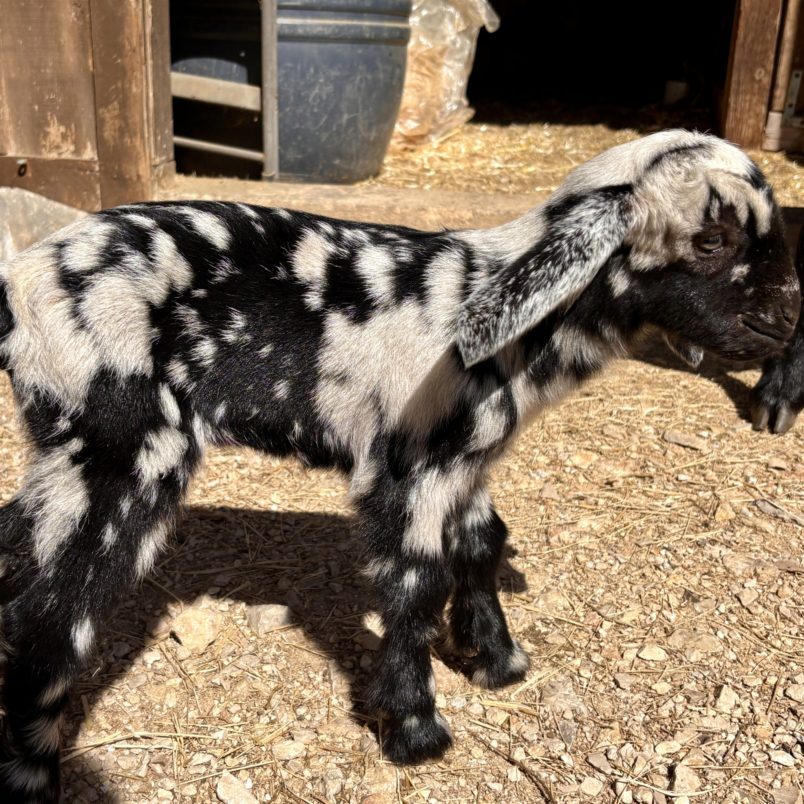 Rafter O Morning Glory - Mini Nubian Doeling