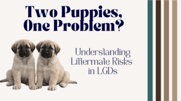 Littermate Syndrome
