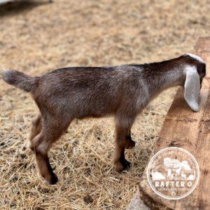 Rafter O Scarlet Hedgenettle "Etta" - Mini Nubian Doeling