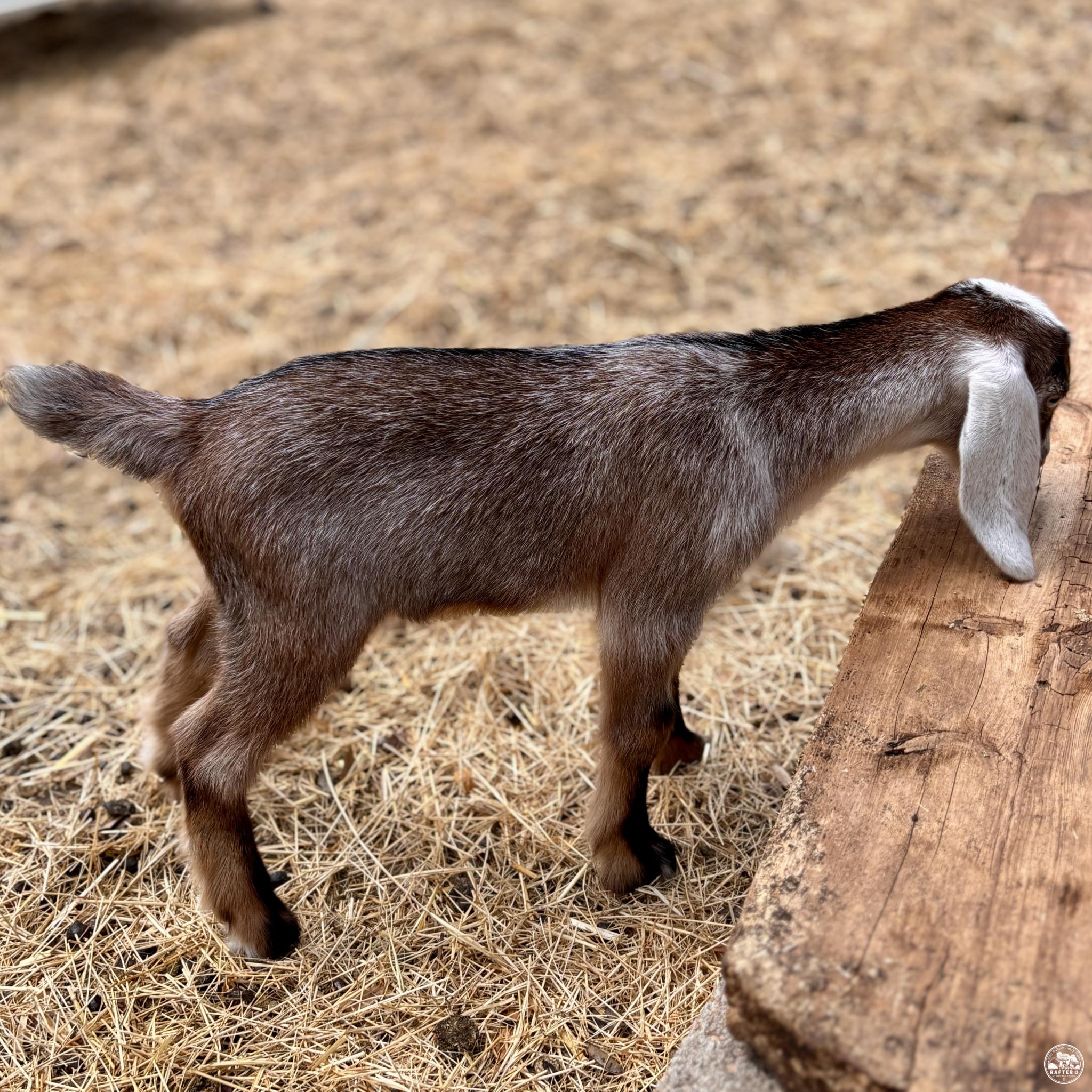 Rafter O Scarlet Hedgenettle "Etta" - Mini Nubian Doeling