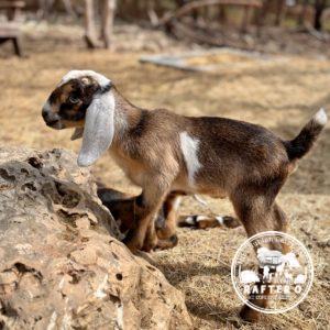Rafter O Little Bluestem "Stew" - Mini Nubian Buckling