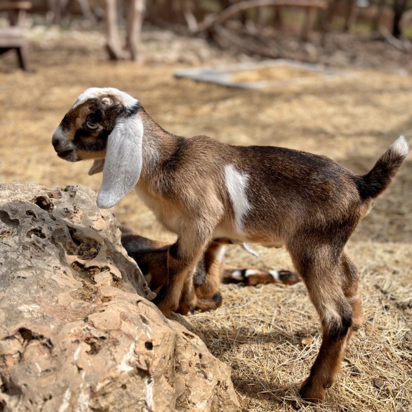 Rafter O Little Bluestem "Stew" - Mini Nubian Buckling