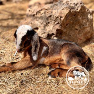 Rafter O Sideoats Grama "Sid" - Mini Nubian Buckling