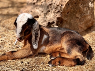 Rafter O Sideoats Grama "Sid" - Mini Nubian Buckling