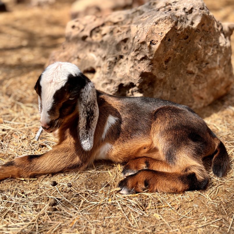Rafter O Sideoats Grama "Sid" - Mini Nubian Buckling